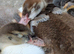 Sexed Muscovy Ducklings Available