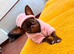 HEARTBREAKING DECISION – VERY TINY smooth coat Chocolate Chihuahua Girl Seeking Her Forever Home