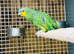 Amazon parrot
