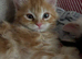 3 from litter of 6 need loving new home