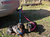 Dachshund needing new home