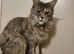 3 year old gccf registered main coon