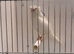 White Lancashire male canary