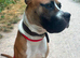 Hugo is searching for his forever home