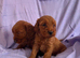 Gorgeous F1 cockapoo puppies