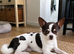 Charlie the chihuahua