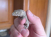 Baby leachianus gecko