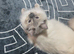 ragdoll