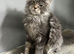 maine coon boy redy now