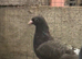Beautiful pigeons