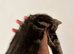 Tabby and tortie kittens