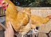 Buff Orpington Cockerels