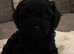 GORGEOUS TOY POODLES PUPPIES!