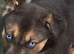 Siberian husky x Labrador puppies