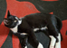 Kitten  for sale