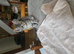Kittens for sale