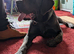 11 month old female cane corso needs loving home