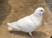 Gaditano pigeons adults 1to 3 years