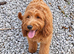 Cockapoo
