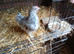A Pair of Fantail Bantams