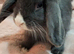 Mini lop baby