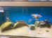 Tinfoil Barb/Red Fin Cigar Sharks for sale