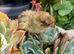 PANSY & Black & White quail chicks (require heat)