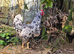 Pita Pinta Asturiana Hatching Eggs