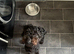 Cross Bedlington poodle bitch 1 year old