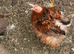 Millefleur Pekin bantam chickens