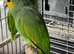 Stunning young Amazon parrot for sale