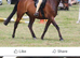 Safe Show Pony/ PC Allrounder/Dressage Pony