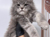 Maine coon kittens