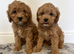Cavapoo puppys