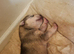 Husky puppy