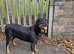 German rottweiler for sale