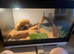 Male bearded dragon