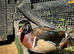 Wood duck