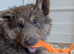 2 x KC Registered Blue & Tan German Shepherd Puppies