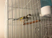 Baby Goldfinch for sale