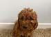 Adorable Cavapoo puppies