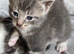 4 Adorable Mixed-Breed Kittens — 2 Girls & 2 Boys