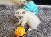 Beautiful male ragdoll kittens