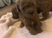 Toy poodle 2 girls 1 boy