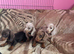 Pedigree miniature dachshund Puppies