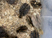 Coturnix Japanese quail