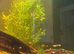 Guppies