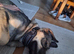10 Months Old Macedonian Shepherd Mixed Puppy