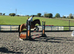 15h irish cob x appaloosa