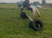 For sale henny 6yo cob mare